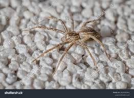 Attēlu rezultāti vaicājumam “Pisaura mirabilis”