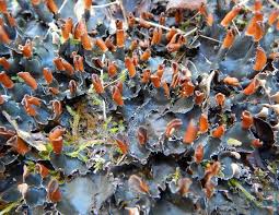 Attēlu rezultāti vaicājumam “Peltigera polydactylon”