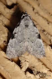 Attēlu rezultāti vaicājumam “Nolidae”