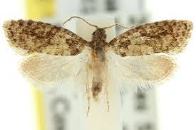 Attēlu rezultāti vaicājumam “Dichelia histrionana”