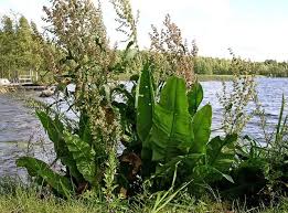 Attēlu rezultāti vaicājumam “Rumex hydrolapathum fruit”