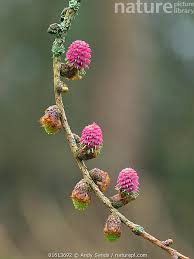 Attēlu rezultāti vaicājumam “Larix decidua flower”