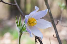 Attēlu rezultāti vaicājumam “Pulsatilla patens fruit”