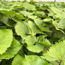 Attēlu rezultāti vaicājumam “Lycogala leopardinum young”