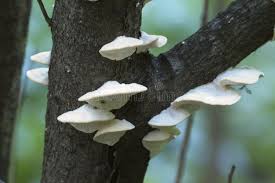 Attēlu rezultāti vaicājumam “Postia stiptica”