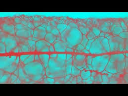 Attēlu rezultāti vaicājumam “Stemonitis marjana”