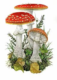Attēlu rezultāti vaicājumam “Amanita muscaria”