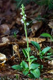Attēlu rezultāti vaicājumam “Goodyera repens leaf”