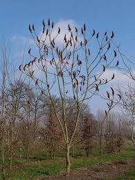 Attēlu rezultāti vaicājumam “Rhus typhina”