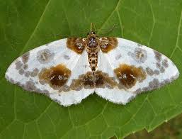 Attēlu rezultāti vaicājumam “Abraxas sylvata”