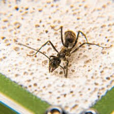 Image result for ytong ants