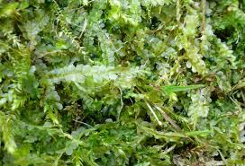 Attēlu rezultāti vaicājumam “Chiloscyphus polyanthos”