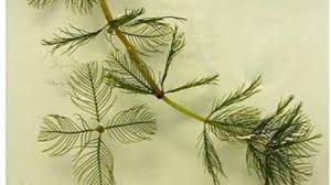 Attēlu rezultāti vaicājumam “Myriophyllum spicatum”