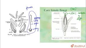Attēlu rezultāti vaicājumam “Zea mays female flower”
