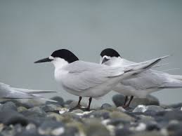 Attēlu rezultāti vaicājumam “Sterna”