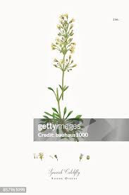 Attēlu rezultāti vaicājumam “Silene otites”