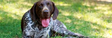 Image result for Pointers