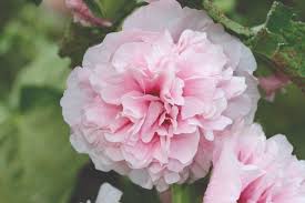 Image result for Alcea rosea `Appleblossom`