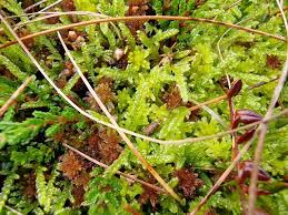 Attēlu rezultāti vaicājumam “Sphagnum rubellum”