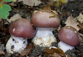 Attēlu rezultāti vaicājumam “Cortinarius praestans”