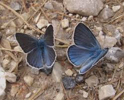 Attēlu rezultāti vaicājumam “Agrodiaetus amandus female”
