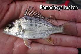 Image result for Pomadasys incisus