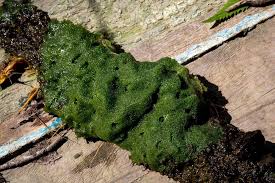 Attēlu rezultāti vaicājumam “Spongilla lacustris”