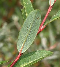 Attēlu rezultāti vaicājumam “Salix x doniana”