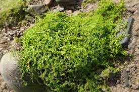 Attēlu rezultāti vaicājumam “Enteromorpha sp.”