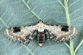 Attēlu rezultāti vaicājumam “Eupithecia centaureata”