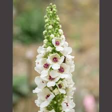 Attēlu rezultāti vaicājumam “Verbascum nigrum flower”