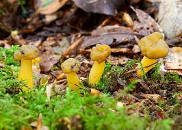 Attēlu rezultāti vaicājumam “Lycogala confusum young”