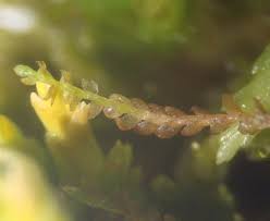 Attēlu rezultāti vaicājumam “Cladopodiella francisci”