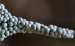 Attēlu rezultāti vaicājumam “Diderma testaceum”