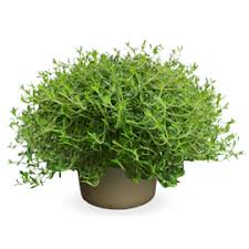 Attēlu rezultāti vaicājumam “Bayeriola thymicola”