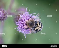 Attēlu rezultāti vaicājumam “Trichius fasciatus”