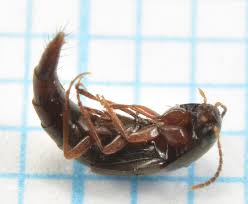 Attēlu rezultāti vaicājumam “Sepedophilus sp.”