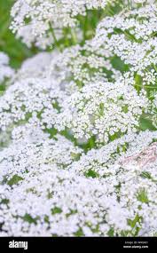 Attēlu rezultāti vaicājumam “Aegopodium podagraria flower”