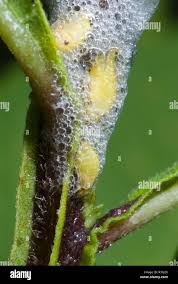 Attēlu rezultāti vaicājumam “Philaenus spumarius nymph”