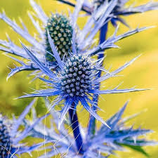Attēlu rezultāti vaicājumam “Eryngium planum flower”