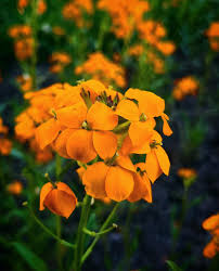 Image result for Cheiranthus cheiri