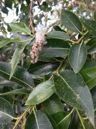 Attēlu rezultāti vaicājumam “Salix pentandra flower”