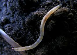 Attēlu rezultāti vaicājumam “Therevidae larva”