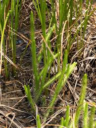 Attēlu rezultāti vaicājumam “Lycogala cf. fossiculatum sessile”