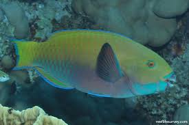 Image result for Chlorurus gibbus