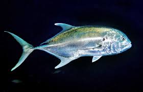 Image result for Caranx bartholomaei