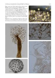 Attēlu rezultāti vaicājumam “Cribraria rubiginosa spores”