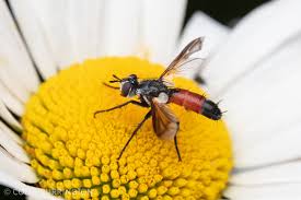 Attēlu rezultāti vaicājumam “Cylindromyia sp.”