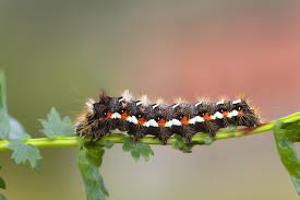 Attēlu rezultāti vaicājumam “Acronicta rumicis larva”