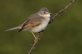 Attēlu rezultāti vaicājumam “Sylvia communis adult”